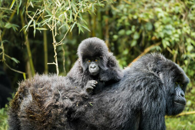 Gorillas in Rwanda