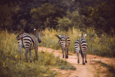 Zebras at Akagera National Park, Rwanda