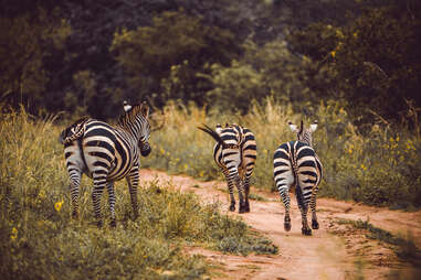Zebras at Akagera National Park, Rwanda