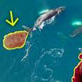 Can Whales Save The Planet?