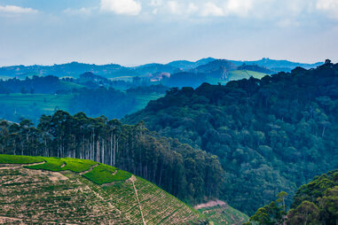 Nyungwe Forest National Park