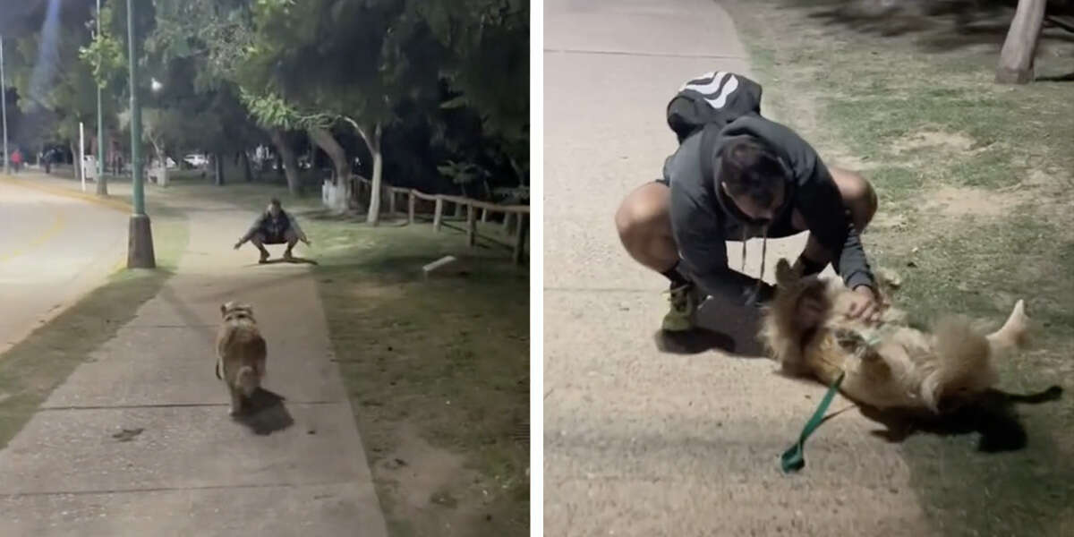 Woman bumps into her ex in the park - and realizes her dog's not over him