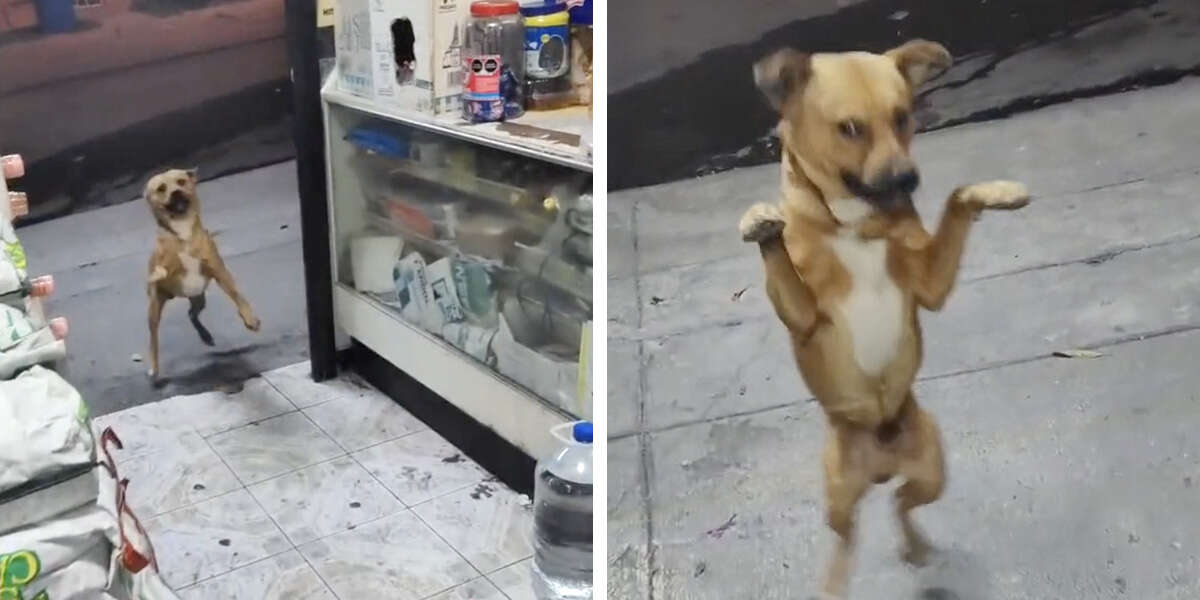 Stray dog's reaction to shopkeeper's kindness instantly makes it all worthwhile