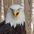 WATCH: How Murphy the Bald Eagle Became a Foster Dad 