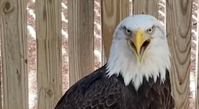 Missouri's efforts to save American Bald Eagle pay off