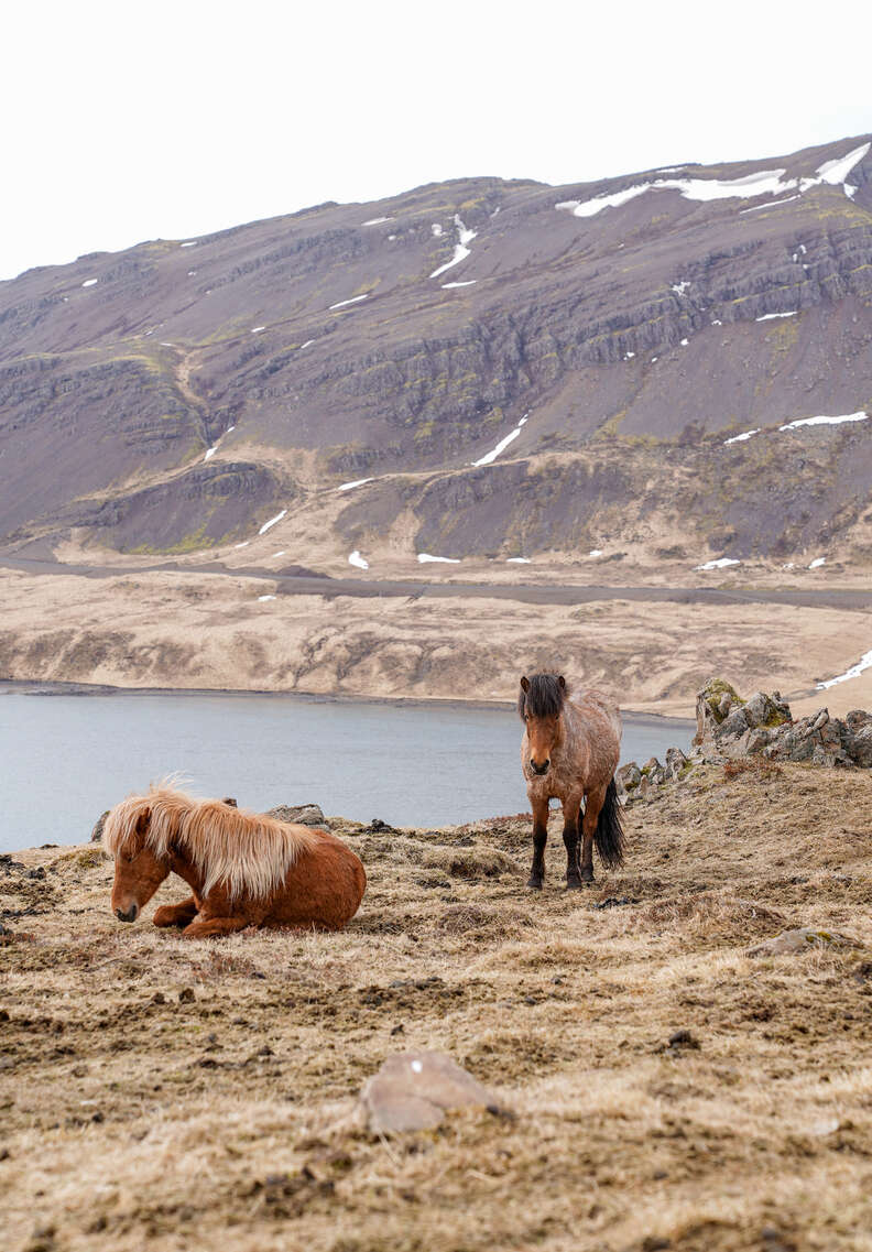 Iceland horses