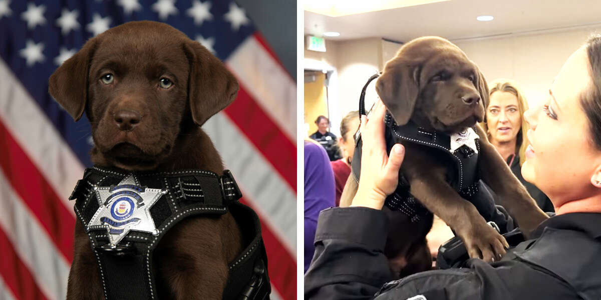 Newest K9 officer pup struggles to stay awake during swearing-in ceremony