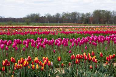 Holland Ridge Farms