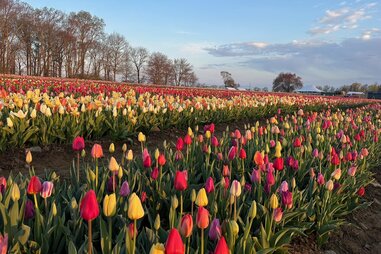 Wicked Tulips Flower Farm