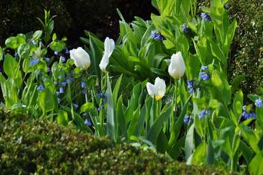 Hollister House Garden