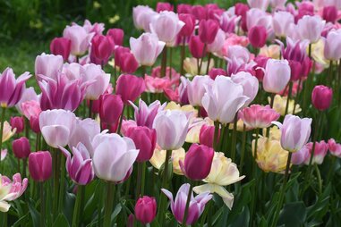 Colorblends House & Spring Garden