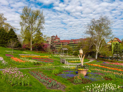 Colorful tulips blooming at the New Jersey Tulip Festival 2025