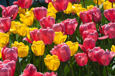 Albany Tulip Festival