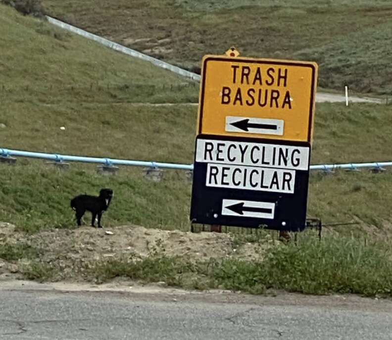dog near trash sign