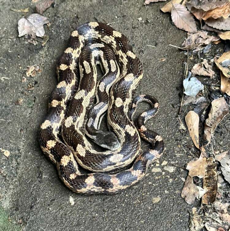 snake on cement 