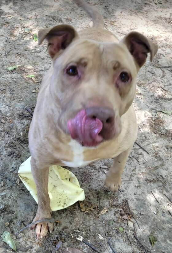 dog with milk carton