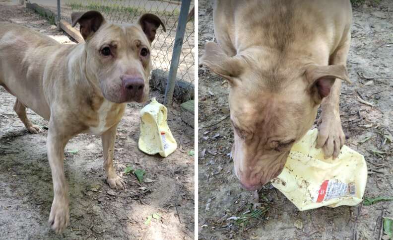 dog with milk carton