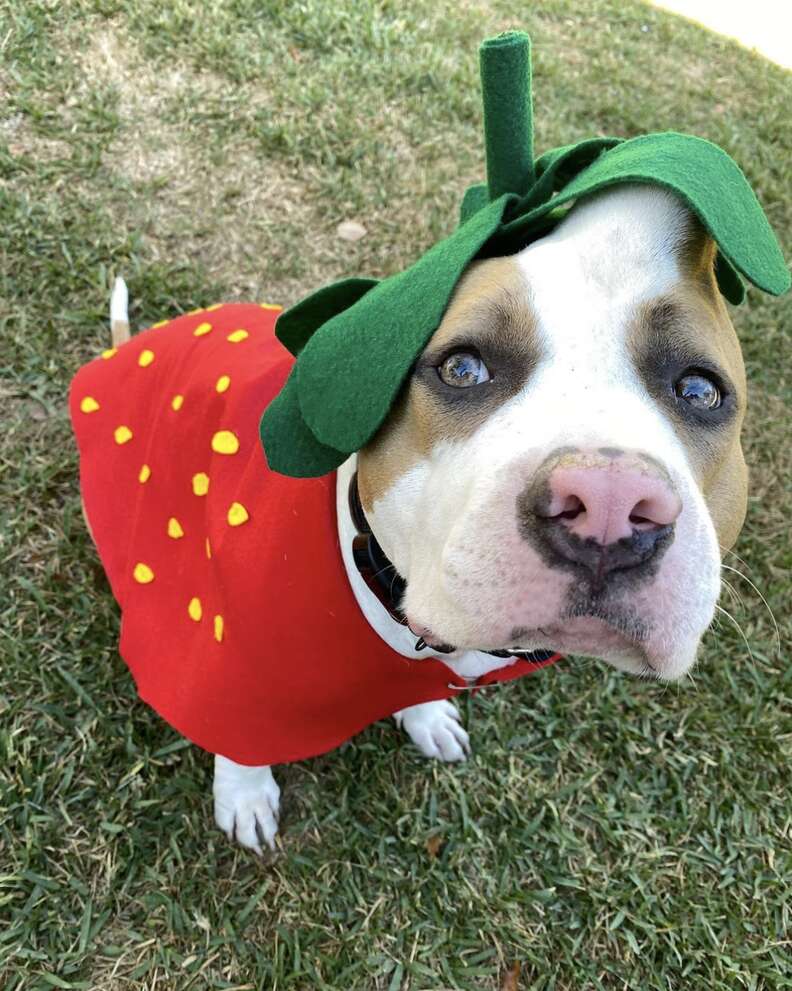 pittie rescue