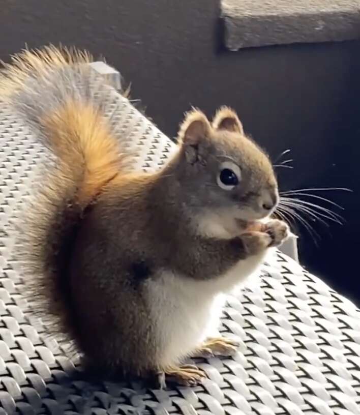 Pregnant squirrel has a snack
