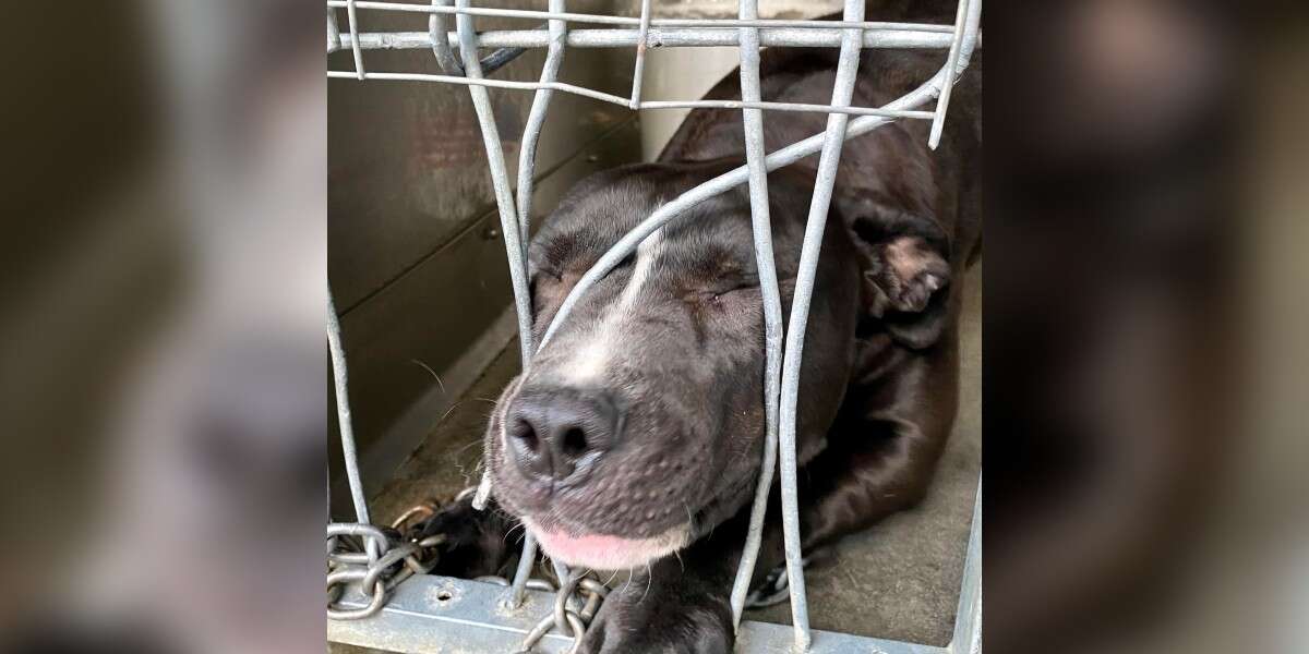 People Watch As Shelter Dog Tries To Break Out Of Her Kennel The Dodo