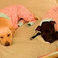 2 dogs laying on couch in pink pajamas while woman reads to them