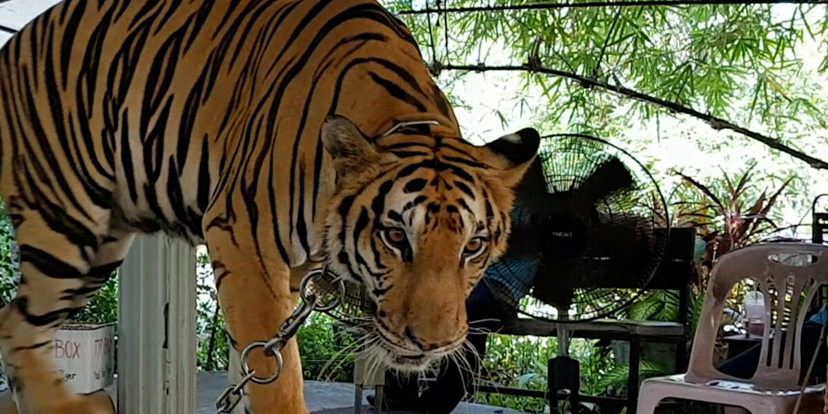 Tiger Chained Up Her Whole Life Takes Her First Free Steps - Videos ...