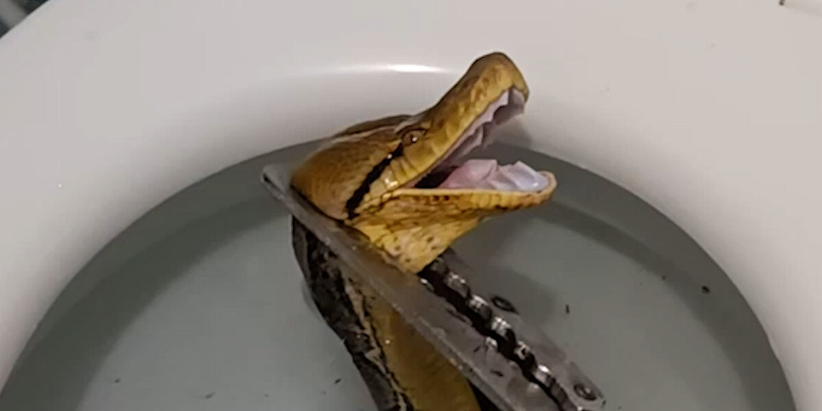 12 Foot Python Gets Stuck In Toilet - Videos - The Dodo