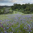 Glenwood Open Space Preserve wildflower trail
