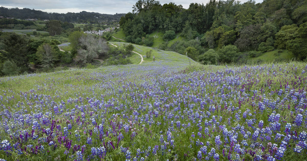 5 Places to See Stunning Wildflowers Across the U.S.