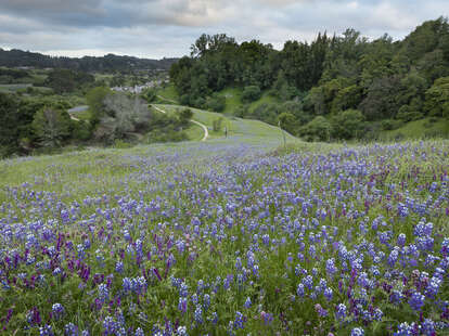 Glenwood Open Space Preserve wildflower trail