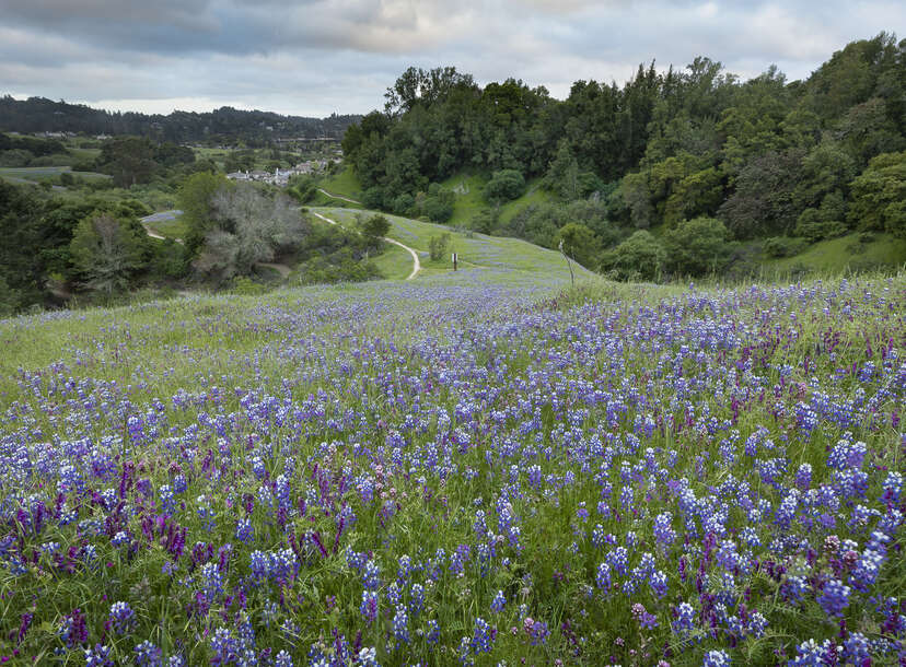 The Beauty of Wildflowers. A field of flowers filled with life