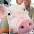 Up close view of pig looking into camera