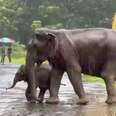 Adult and baby elephant walking on path together 