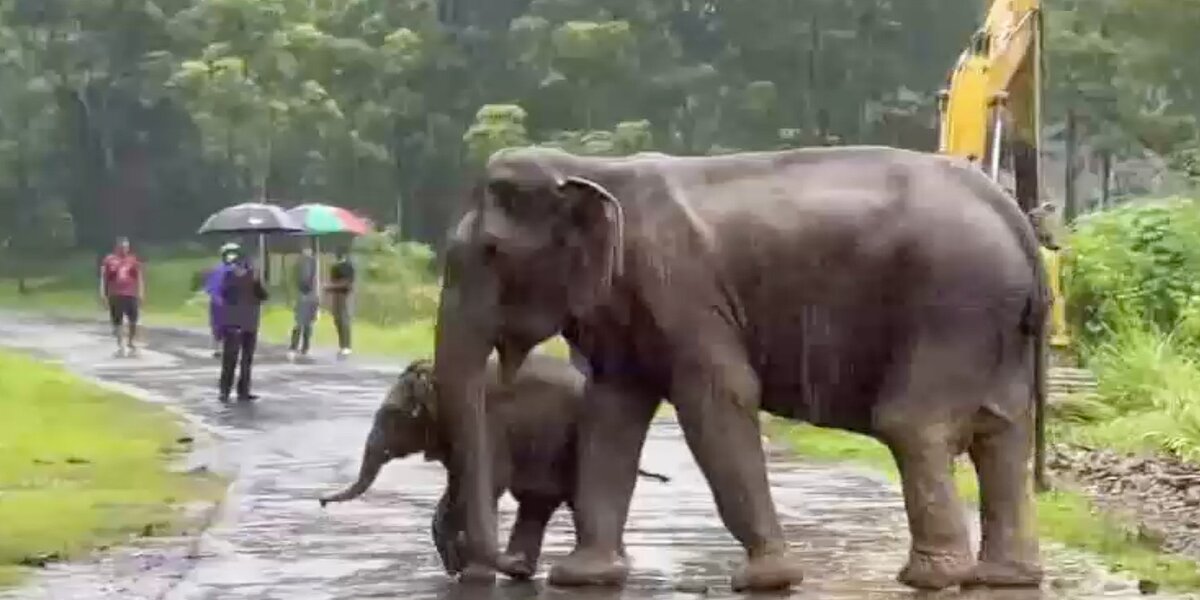 Baby Elephant Separated From His Mom Cries For Help - Videos - The Dodo