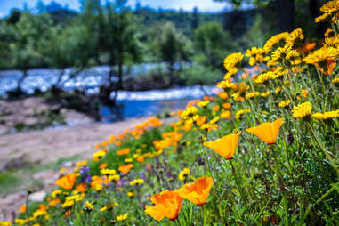 Gold country california wildflowers