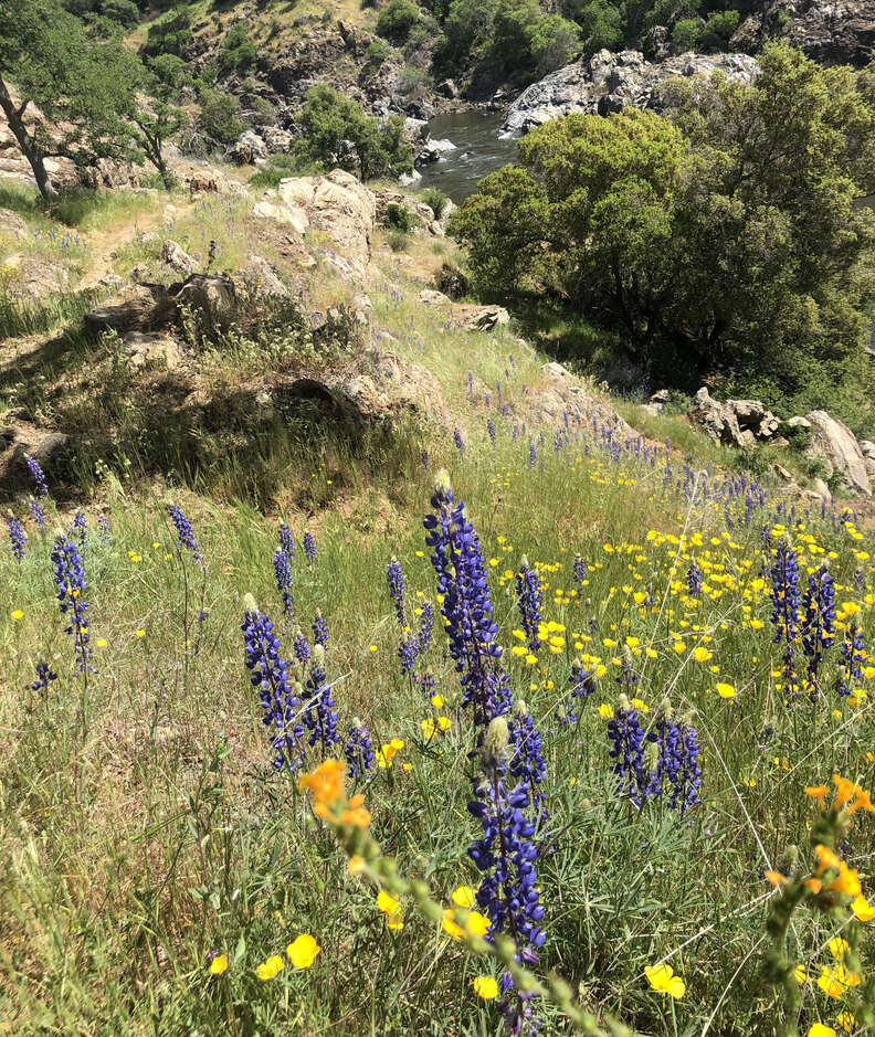 spring wildflowers in Modesto, California