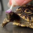 A Day In The Life Of A Pampered Baby Tortoise
