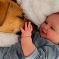 Dog and baby snuggling in cozy bed 