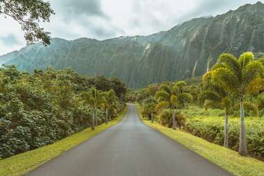 asphalt road alongside palm trees