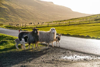 faroe island sheep