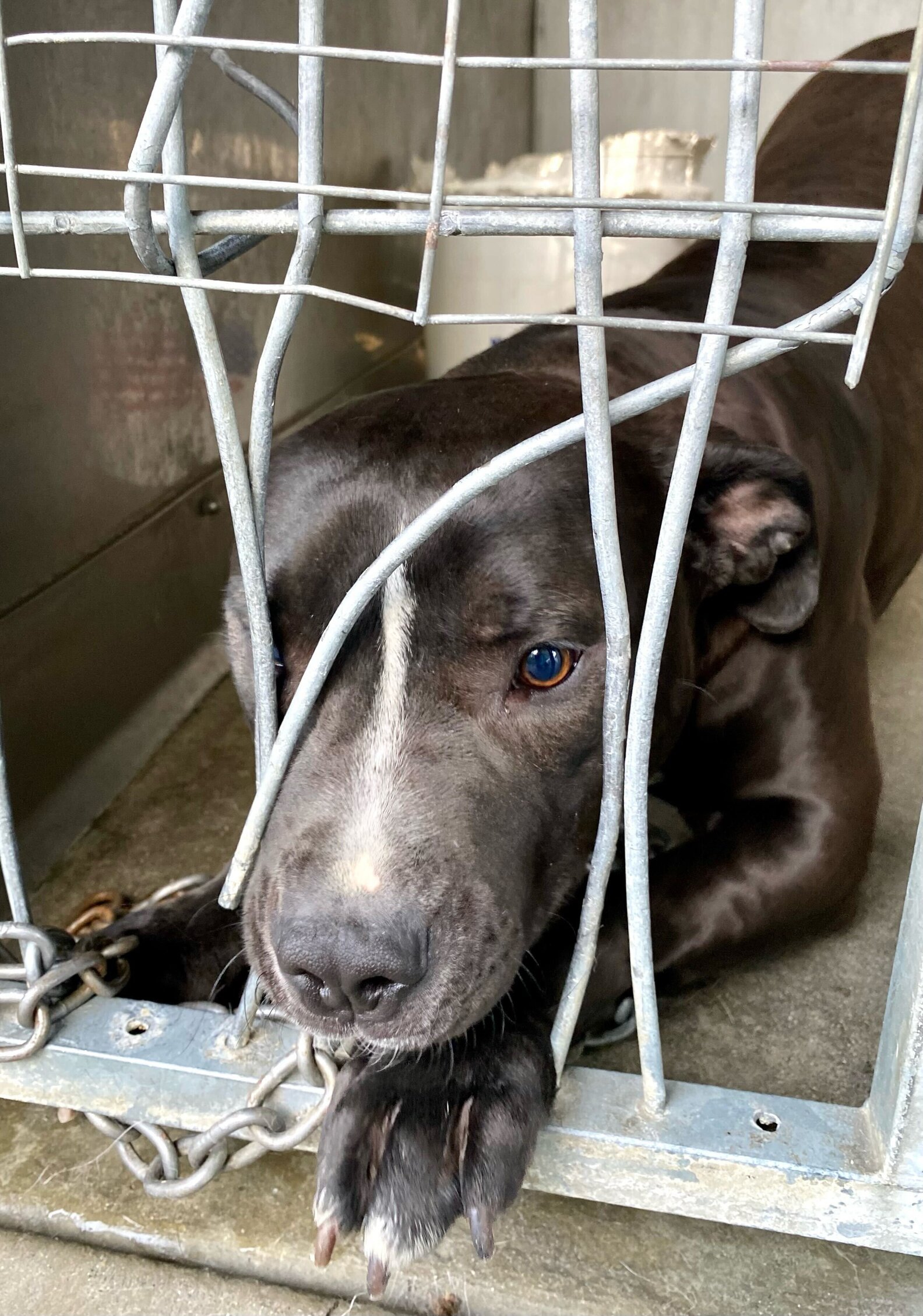 People Watch As Shelter Dog Tries To Break Out Of Her Kennel The Dodo