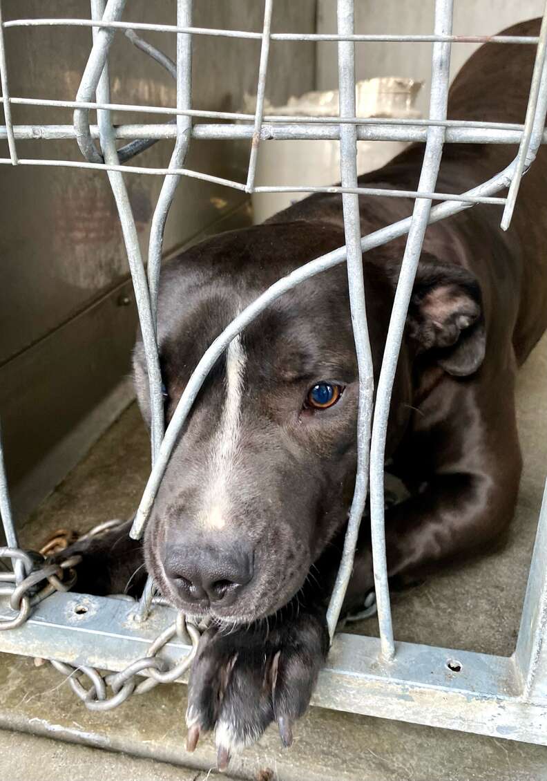Shelter dog in California