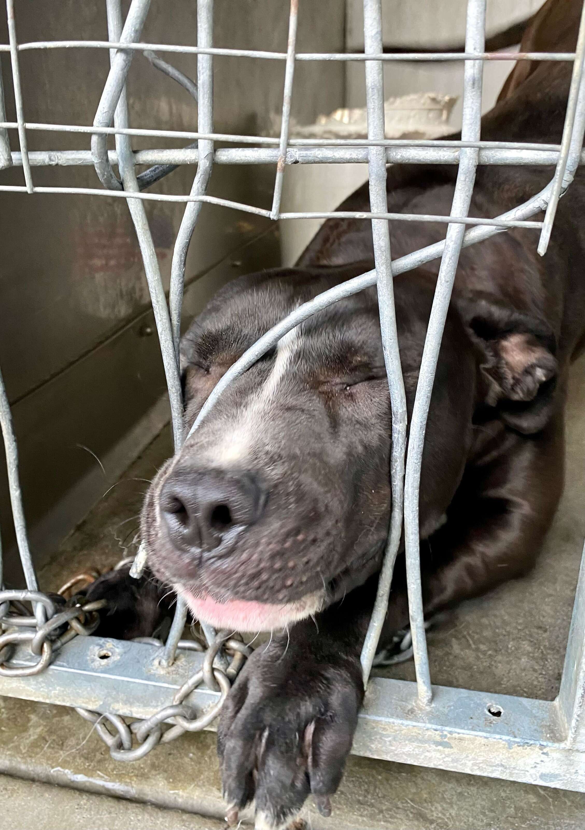 Shelter dog pushes through kennel bars