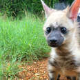 Aardwolf sitting outside