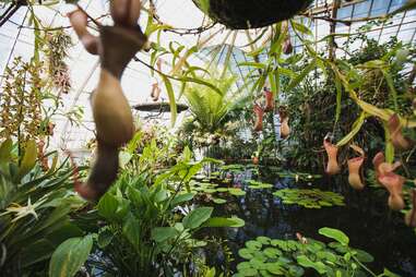 San Francisco Conservatory of Flowers