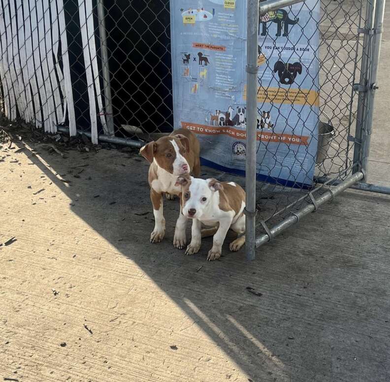 puppies near fence