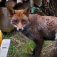 Fox tangled in string