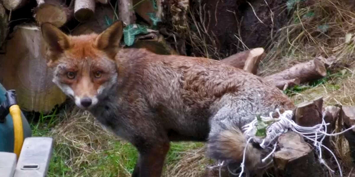 Fox Trapped in Net For Four Hours - Videos - The Dodo