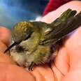 Hummingbird in palm of human's hand