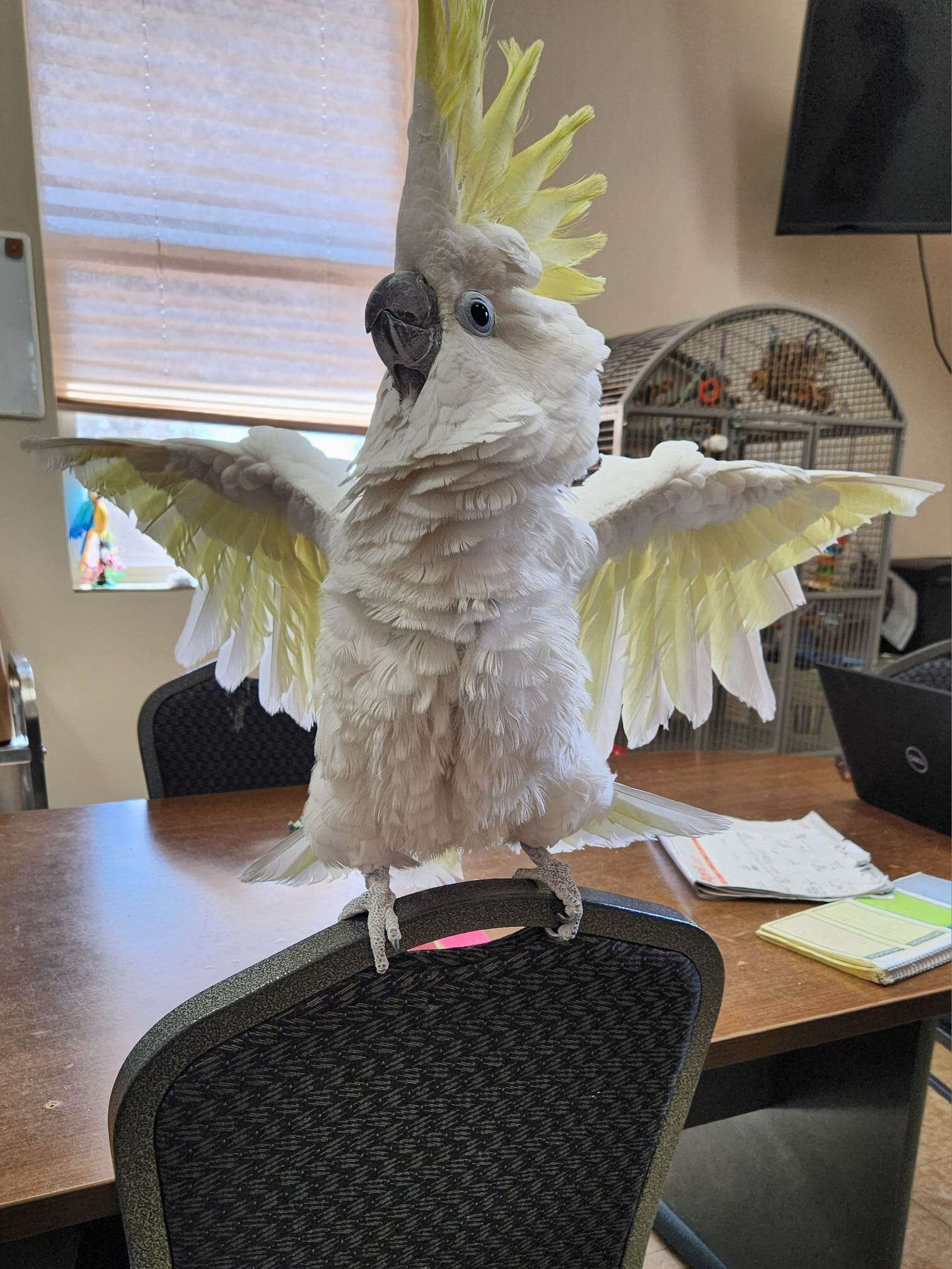 dancing bird
